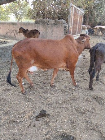 થંબનેલ 2