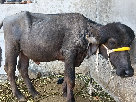 ખળેલી વેચવાની છે