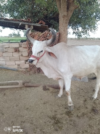 थंबनेल 2