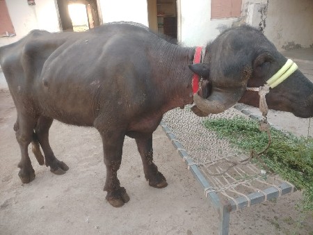 थंबनेल 2