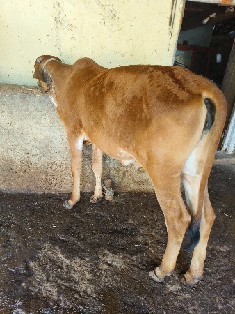 ઓરીજીનલ ગીર વાછડી