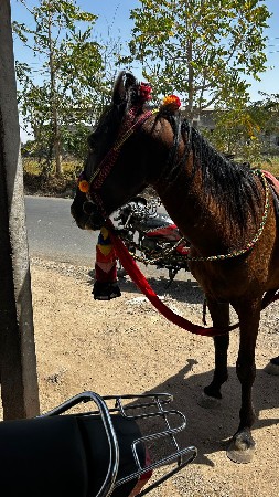 થંબનેલ 2