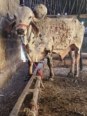 થંબનેલ 3