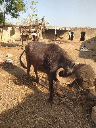 થંબનેલ 2