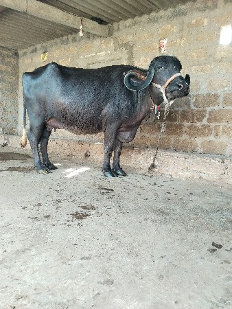 ભેંસ વેચવાની છે