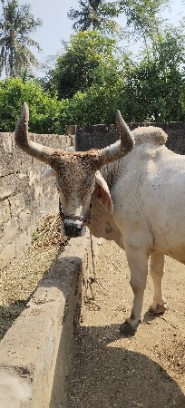 બરધ વેચવા નો છે