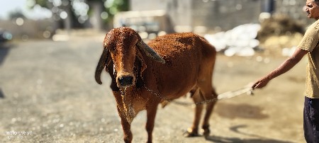 વેચવાની છે