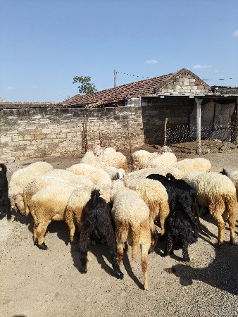 દાતલ બધાય છે