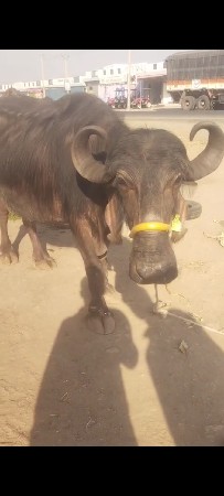 થંબનેલ 3