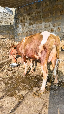 થંબનેલ 3