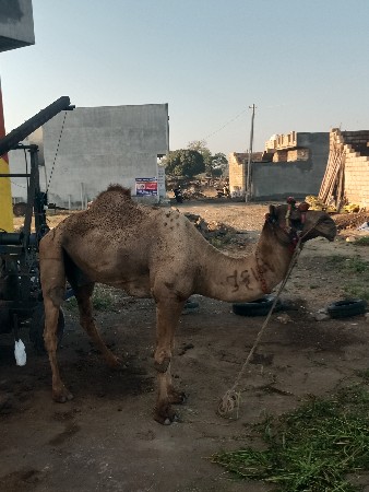 વેસવાનો સે