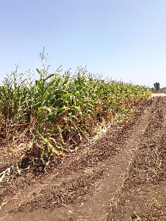 મકાઈ વેસાવની સે