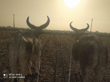 ગોઢલા વેશવા ના છે