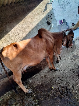 थंबनेल 3