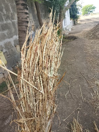 જુવાર ના પુરા વેચવાના છે.