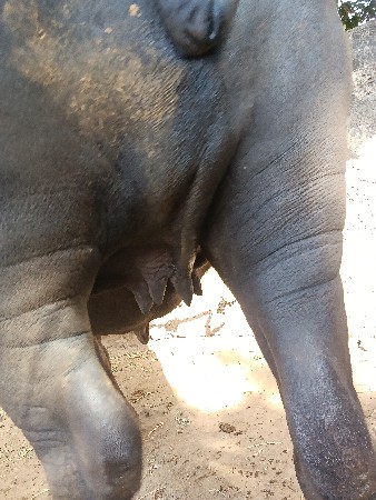 પેલા વેતરનું વેશવઆ નું શે