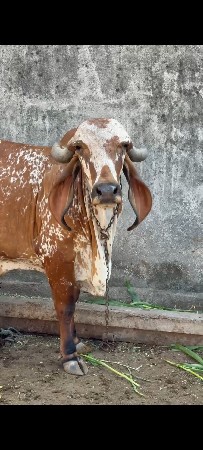 थंबनेल 3