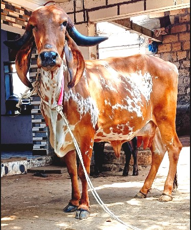 ગીર ગાય વેસવાની સે