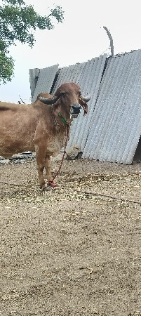 ગાય વેચવાની છે ઓરીજનલ ગીર