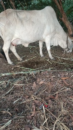 gay pchr desi soji javb dari vari