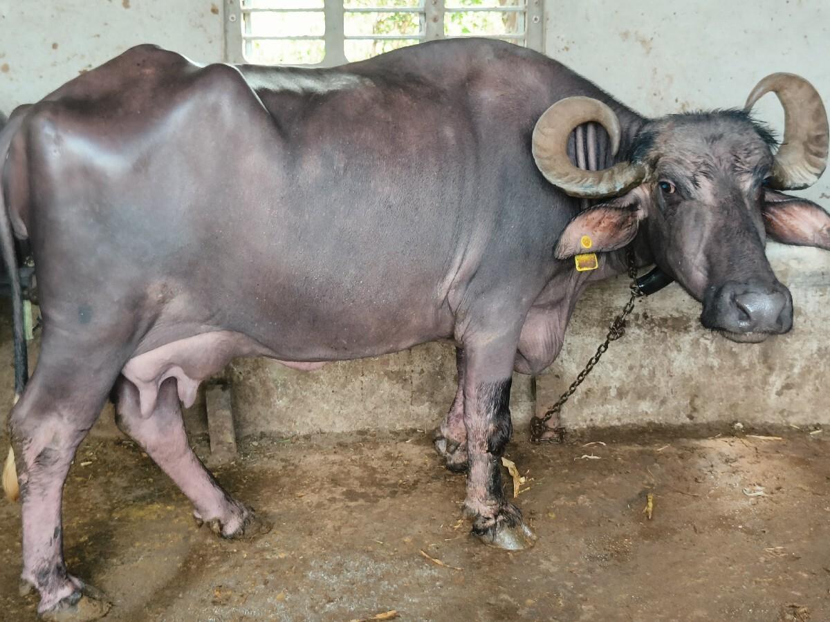 ભેંશ વેચવાની છે