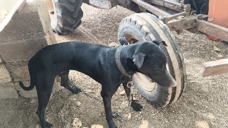 ડોબરમેન કુતરો વેચવાનો છે