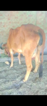 આ. ગાય વેચવાની છે