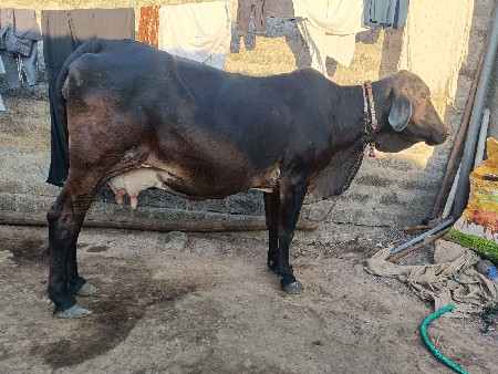 10 લિટર દૂધ