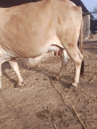 ગાય વેસવાની છે