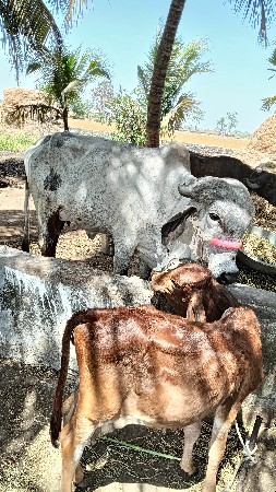 થંબનેલ 3