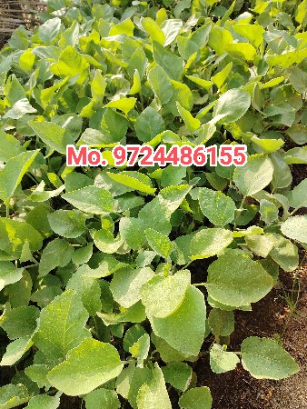 🌱 નર્સરી રોપ 🌱