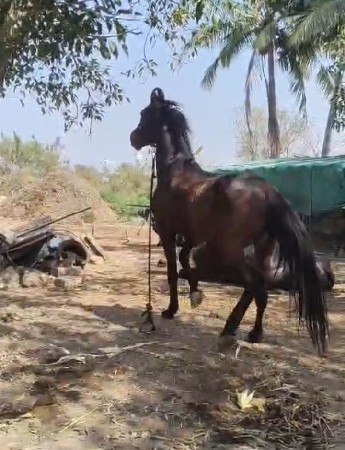 ઘોડો ના સાટા કરવા