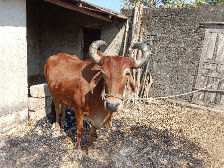 બળદ વેચવાના છે.