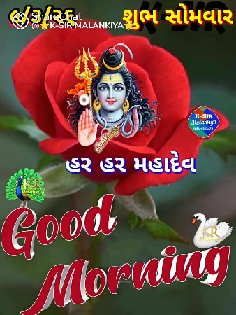 ૨ વર્ષ ની પાડી લેવાની છે