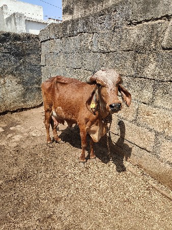 ગીર ગાય હોડકી વેચવાની છે.