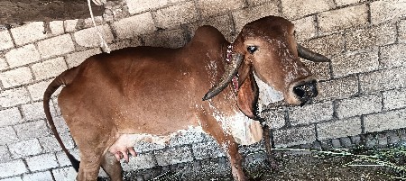 ગાય વેચવાની છે