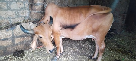 અનિલભાઈ