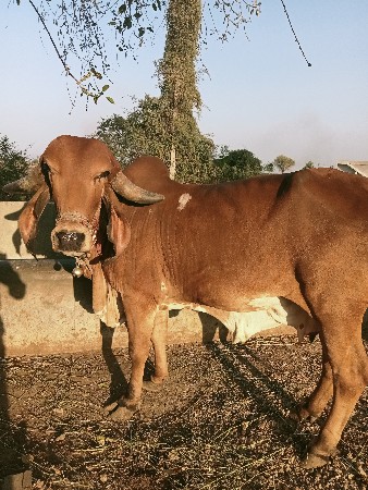 ગીર ગાય વેચવા ની છે