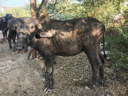 પાડી વેચવાની છે