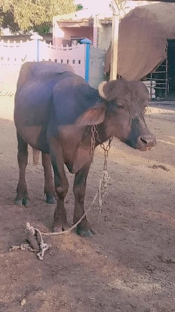 थंबनेल 3