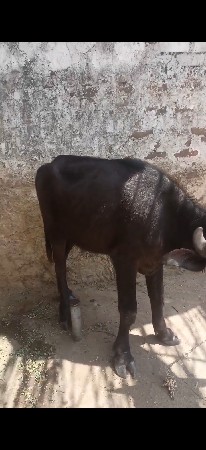 પાડી છે 2વષૅ ને 2 મહીના