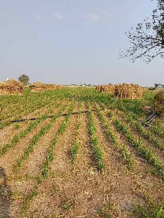 નીરણ વેચવાની છે