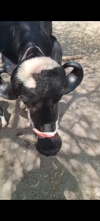 આ ટોપલી ખડાય.વેચવાની.છે