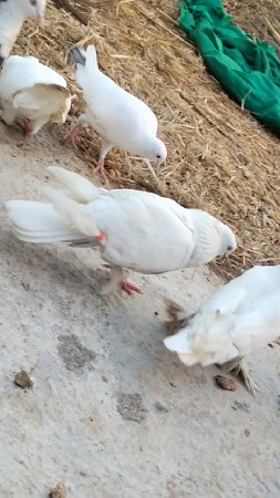 આ નર વેચવાનું છે 
કટ મોજામા છે