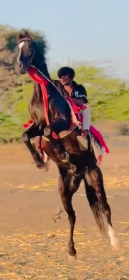 થંબનેલ 2