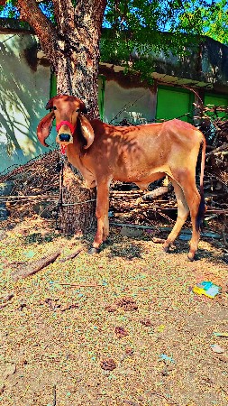 થંબનેલ 3