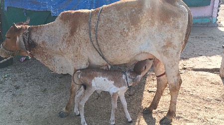 थंबनेल 3