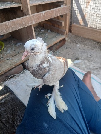 થંબનેલ 2