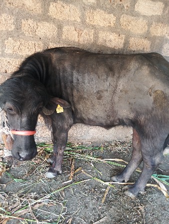 थंबनेल 3