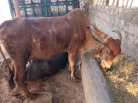 ગાય  વેચવાની ની છે